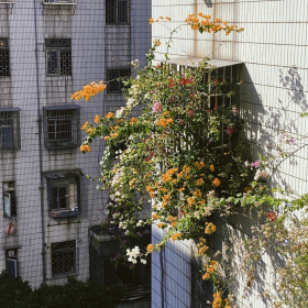 自己的花是给别人看的