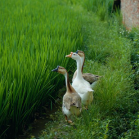 天很蓝,树很绿,阳光