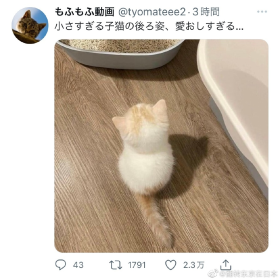 在日推上看到的小猫咪