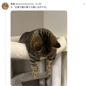 猫：模仿工作累毙了的